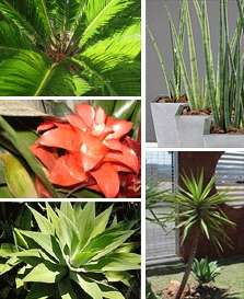 Cyca, bromélia, agave, lança de São Jorge e yuca são plantas que se adaptam bem ao clima seco (Divulgação) Cyca, bromélia, agave, lança de São Jorge e yuca são plantas que se adaptam bem ao clima seco (Divulgação)