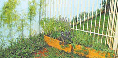 A grade foi o local escolhido para apoiar duas jardineiras do projeto dos paisagistas Renata Nascente e Sérgio Vilela (Cria Flora/ Divulgação) A grade foi o local escolhido para apoiar duas jardineiras do projeto dos paisagistas Renata Nascente e Sérgio Vilela (Cria Flora/ Divulgação)